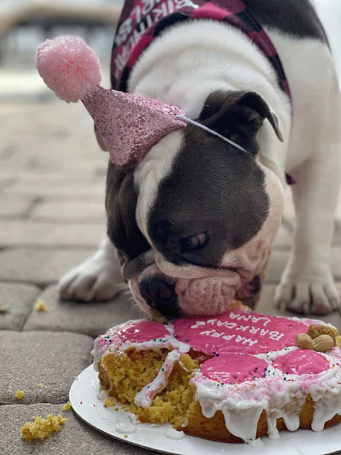 Can Humans Eat Dog Cake